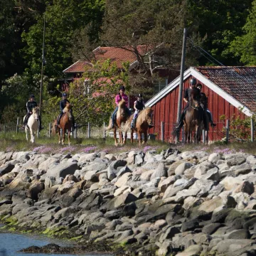 islandshästar med ryttare