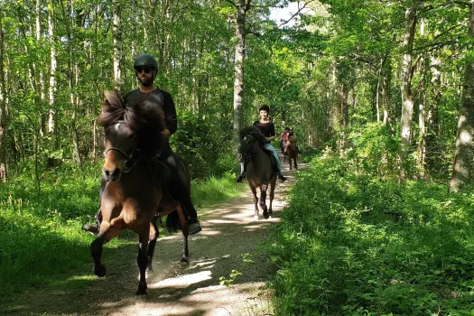 islandshästar med ryttare på skogsstig