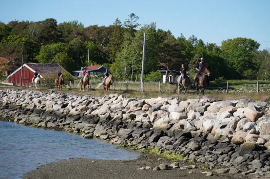 islandshästar med ryttare vid hav