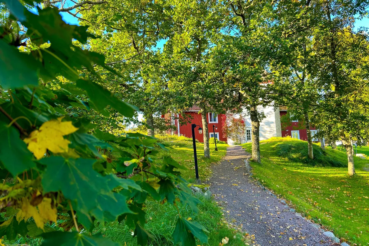 träd, höst, röd träbyggnad i bakgrund