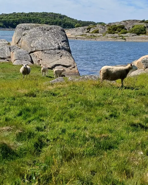 betande får vid havet