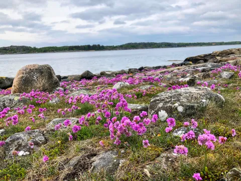 blommande trift, klippor, hav